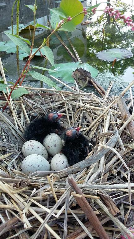 Water Bird Family Lejlighed Toucheng Eksteriør billede