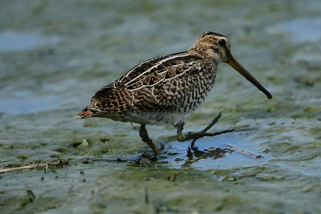 Water Bird Family Lejlighed Toucheng Eksteriør billede
